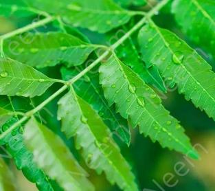 Neem